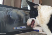 牧羊犬も在宅ワーク！？　動画の羊を統率しようとするボーダーコリー