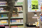 セブンイレブンに行ったらトカゲがいた