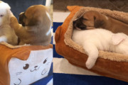 パン型ベッドで遊んで眠る2匹の保護犬の子犬ちゃんにほっこり