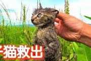 【闇深】超人気動物系youtuberの子猫、逝去
