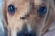 【画像】額から「尻尾」が生えた子犬がネットで人気にｗｗｗｗ