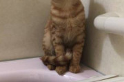 新春だし猫をお風呂に入れるwwwwwwwwwwww