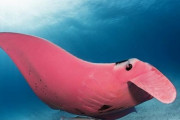 驚くほどピンク！世界で唯一の個体かもしれない、ピンク色のマンタの生息が確認される（オーストラリア）