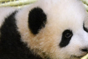 【?どうぶつの話題】アメリカのジャイアントパンダが衰弱　中国市民からは心配の声