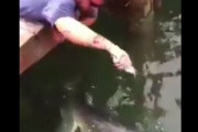 【朗報】素手でメチャクチャでかい魚を捕る男、発見される