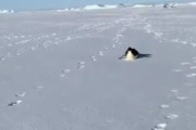 南極探検隊「おい・・・あれ見ろよ」皇帝ペンギン「まってよ～！」