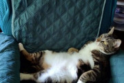 【どうぶつ画像】ソファでへそ天キジシロ、もふもふきつねとキジシロ、マイクテスト ほか【再】