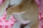 柴犬のTHE 犬って感じなんなんやろな
