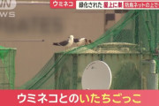 ウミネコ、都心マンションの屋上で大繁殖　フンと鳴き声に住民悲鳴
