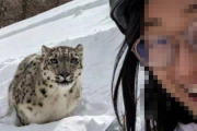スキー中の女性「ヒョウがいた！近づいて自撮り撮ろっと！」 → 結果・・・ うわぁああああああ