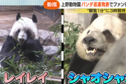 【中国】日本最後のパンダに？2頭が来週中国に返還＝中国ネット「恨むなら自分たちの首相を」