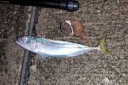 夜釣り中ワイ、サバと貝を釣る（※画像あり）