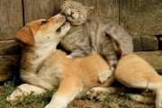 【画像】犬と猫がキスしてる画像ください！！！！！！