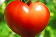 【野菜】「これ以上のものは収穫したことがない」　トマト農家が忘れられない「完璧なハート型トマト」がこちら