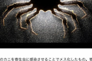 【悲報】カニさん、寄生虫によりメス化。子宮を作られ子を産むだけの体に・・・(※画像あり)