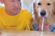人間VS犬、どっちが麺を早く食べられるかアジア人がチャレンジした結果　海外の反応