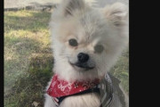 【悲報】犬ひき逃げ事件、家族が「犯人」を突き止め追及するも虚無すぎる結末へ…