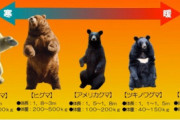 【悲報】ヒグマ←強いです、ツキノワグマ←クマ界の恥晒しwwwwwwww