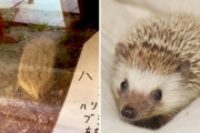 外国人「日本の動物園がハリネズミの代役にブラシを展示、その理由は…」