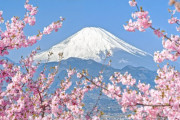 富士山を背景に満開の河津桜を撮影した動画が話題に（海外の反応）