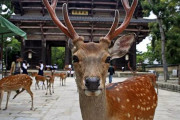 観光客が激減した奈良、シカたちにとんでもない変化がｗｗｗｗｗ