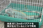 【ヘビの次はイグアナ】横浜市の公園で体長1.3メートルのイグアナを発見