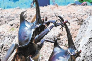 【福島】カブトムシ次々と羽化！田村市常葉のムシムシランド　７月中旬にピーク
