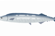 高級魚　サンマ1匹なんと4980円！1kgあたり去年の約4.3倍