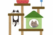 「うちの猫にはキャットタワーは不要だったんだな…と、これを見て確信した」