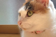 【ねこ画像】なんかアンニュイ、ベッドでごろごろ、タンスの上のねこ ほか【再】