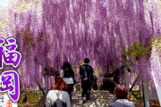 海外「日本人が庭園や花をこんなに大切にしていることに驚いた」九州にある大藤の名所を撮影した動画が話題に（海外の反応）