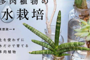【悲報】サボテンを水耕栽培してないやつ人生の9割損しててワロタァあああああああああああああ