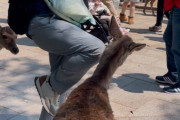 【画像】中国人、またもや奈良公園の鹿を暴行し炎上