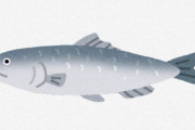 「にしん」とかいう魚食べたことある奴ｗｗｗｗｗｗｗｗｗｗｗ