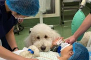 手術に寄り添う“病院勤務犬”の意義　「癒すだけではない」犬が患者にもたらす力