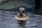 【画像】水中でくつろぐアザラシが「露天風呂のおっさん」にしか見えないと話題にｗｗｗｗｗｗ