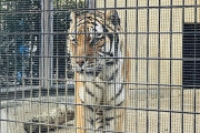 「動物園に来たけどトラが鳴きまくってんな・・・せや、猫翻訳アプリ使ったろｗ」→結果ｗｗｗｗｗｗ