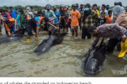 【地震前兆】インドネシア・ジャワ島付近の浜辺に「クジラ49頭」が打ち上げられる！
