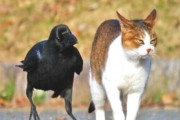 異種動物が一緒に写ってる画像トピ