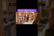 玉ねぎ相手にも鈍臭いアルノ #乃木坂46