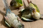 コロコロひっくり返って遊ぶ4羽のウロコインコが、純粋な癒し