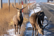 【速報】北海道の民家、巨大鹿が大量発生してパニック状態ｗｗｗｗｗｗｗｗ