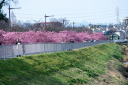 いい天気だから河津桜を見ながらお散歩（※画像あり）