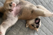 【画像】うちの柴犬がお腹撫でてぇ〜！ってひっくり返ってる…見事なヘソ天ポーズですwww