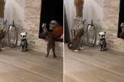 だからハロウィンは嫌だってあれほど...猫型骸骨に戦いを挑む猫ズ