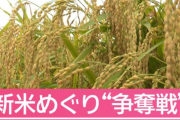 業者からモテモテな米農家さん、笑いが止まらない・・・「農協に卸すより金額がいいですね」