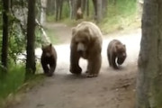 ある日、森の中でクマさんの家族に出会ってしまったハイカーの動画。