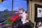 「もっとかまってもっと遊んで！」インコと猫の間に流れるキャッキャウフフな幸せ時間