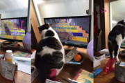 猫が画面からいなくなったのでテレビの裏を探してみる
