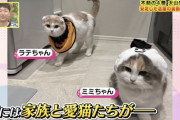阪神大山の飼い猫wwxwwxwwxwwxwwxwwxwwxwwxwwxww